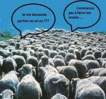 Conformisme - Les moutons