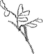 Un schéma d'une plante et ses feuilles