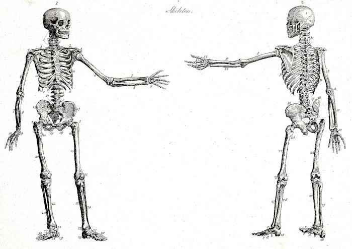 Human skeleton with left arm extended front and back views