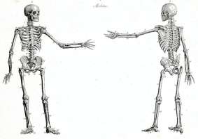 Human skeleton with left arm extended front and back views